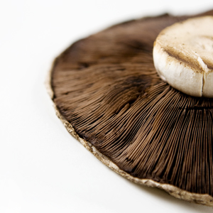 mushroom